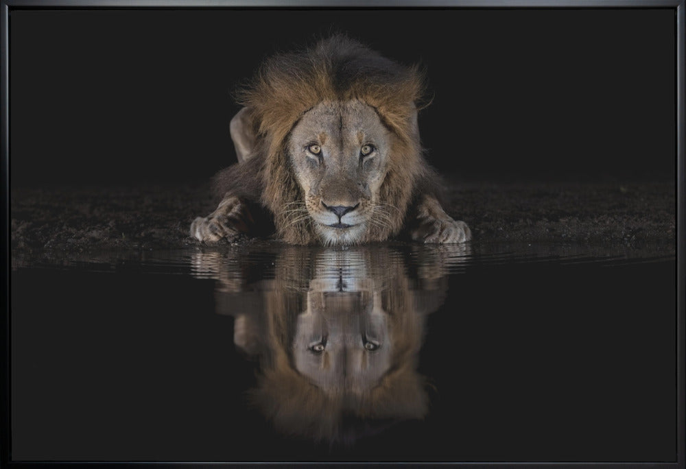 Wall art A Lion at The Night