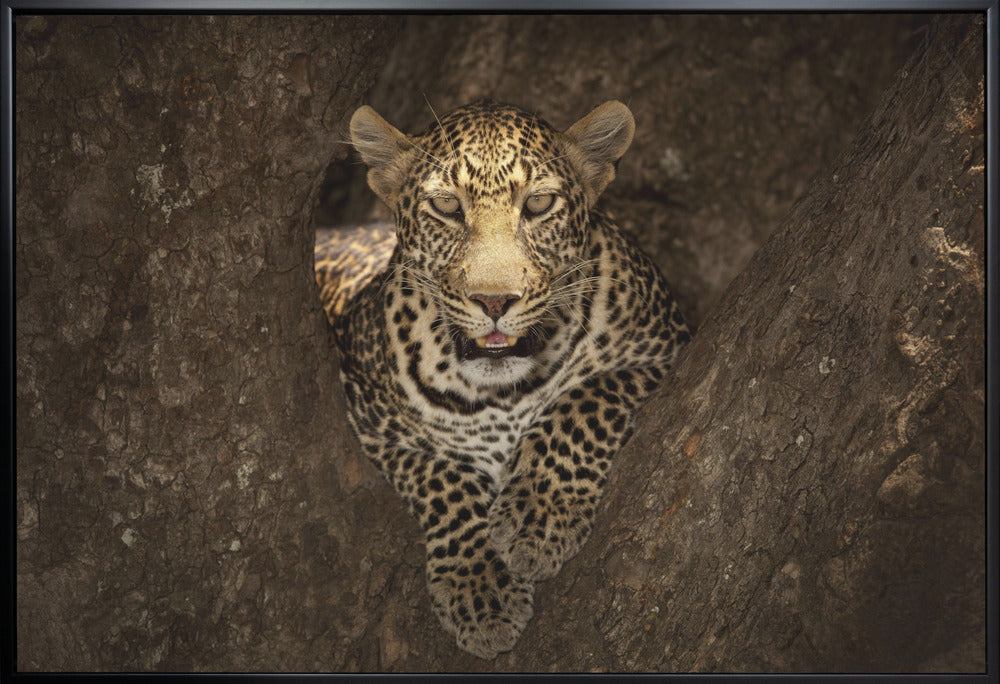Wall art Leopard Resting on a Tree at Masai Mara