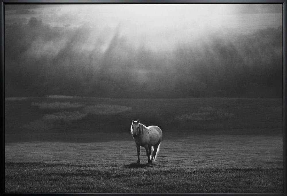 Wall art morning appearance. Hourses