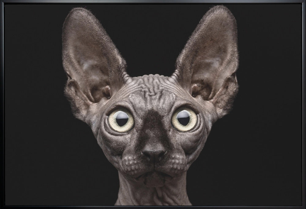 Wall art Sphynx Cat