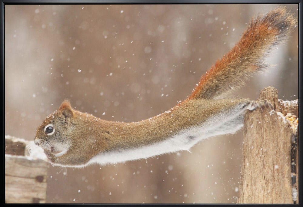 Wall art The Acrobat