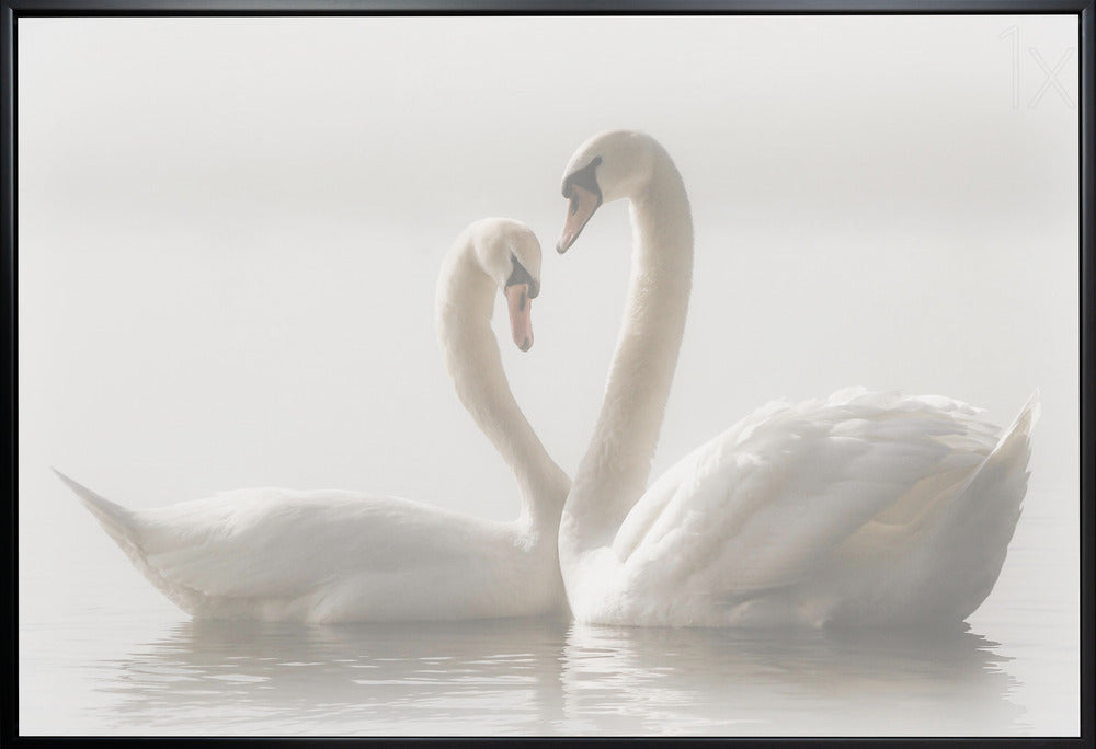 Wall art Forever. Swam