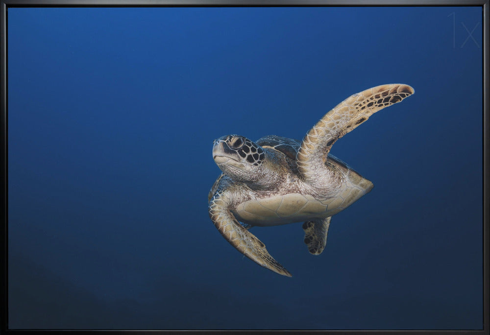 Wall art Green Turtle