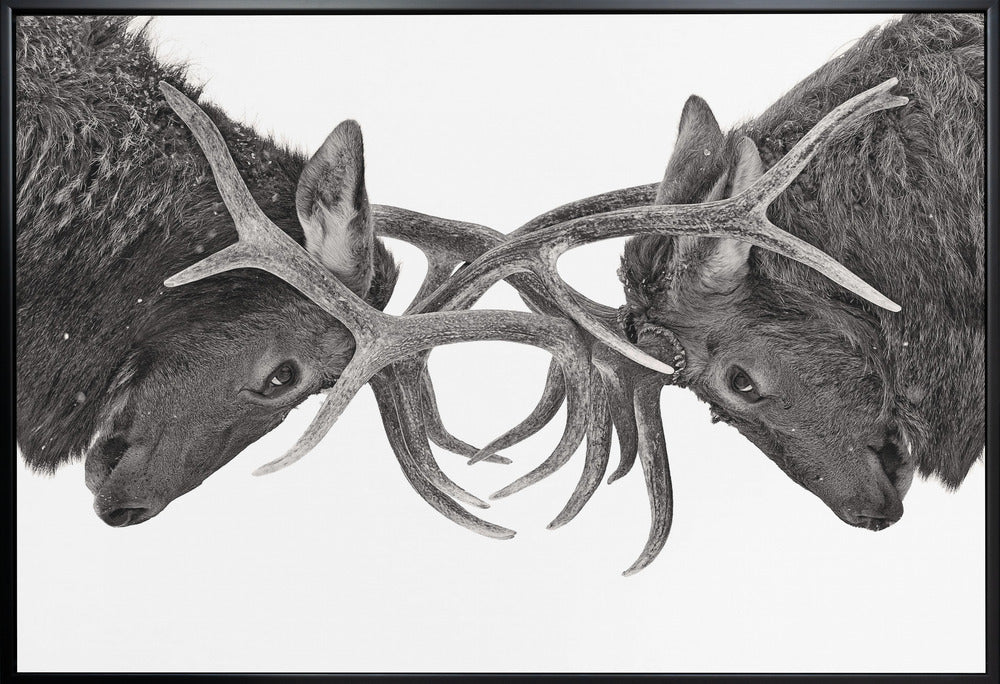 Wall art Eye to Eye - Elk fight