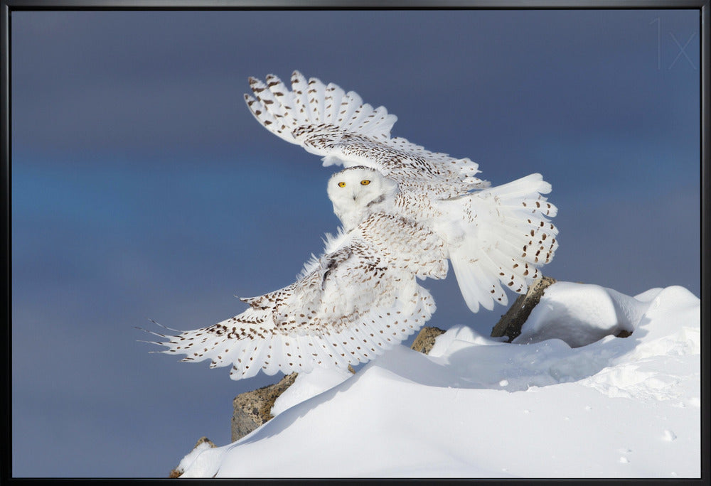 Wall art Snowy Owl in Flight