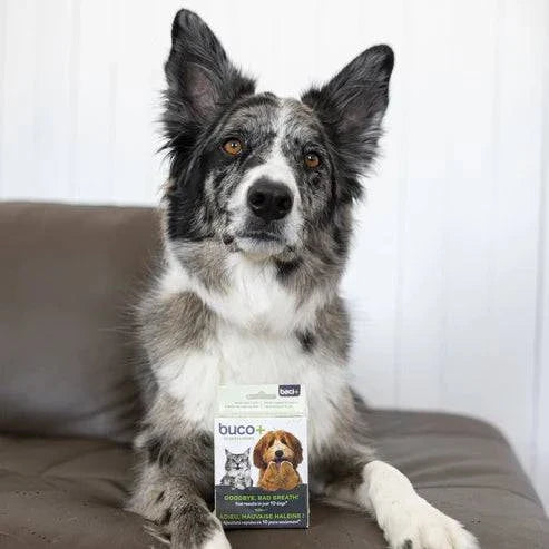 Buco+ 10 Jours – Traitement Express Mauvaise Haleine pour Chiens & Chats