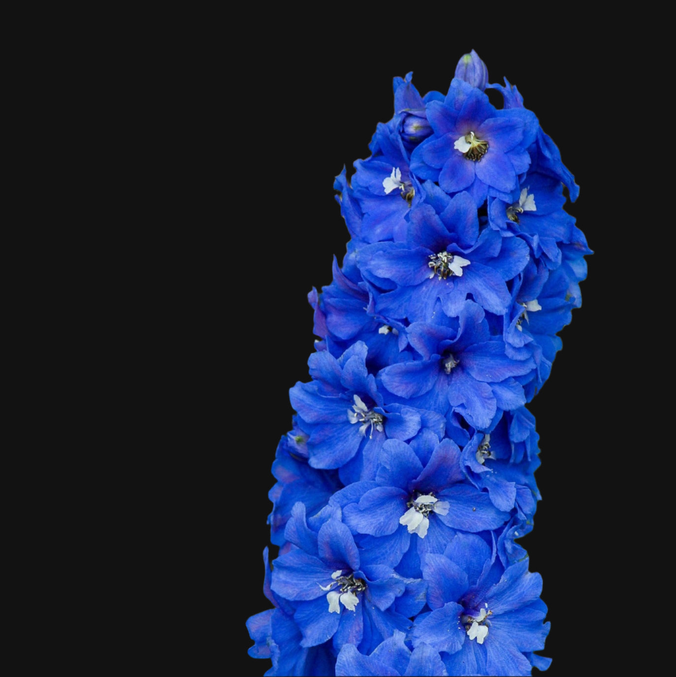 Delphinium - Pacific Giant Mix