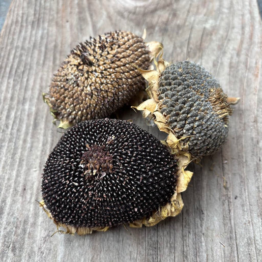 Scrunchy Sunflower Heads