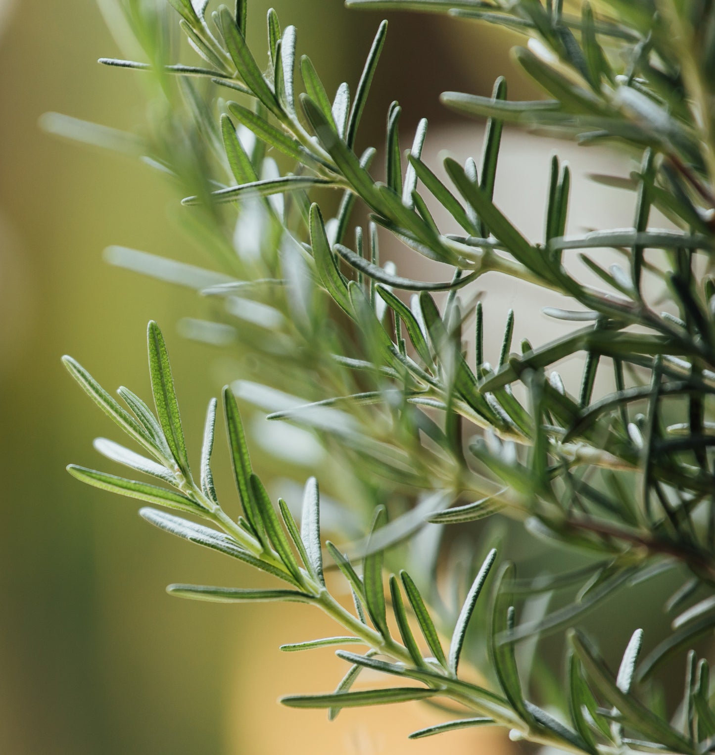 Pure Grass-Fed Canadian Tallow Balm