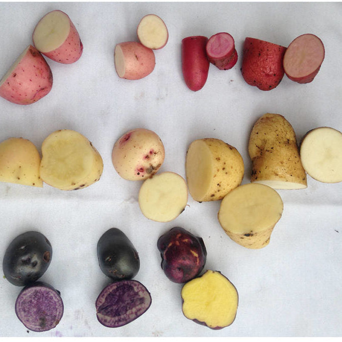 Metchosin Farm Originals Seed Potato Mix