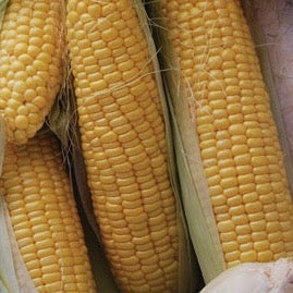Golden Bantam Sweet Corn