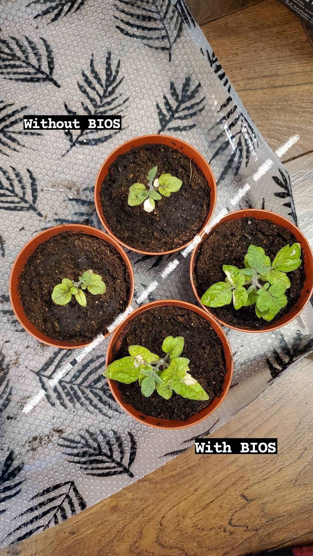 Bios Natural Plant Fertilizer