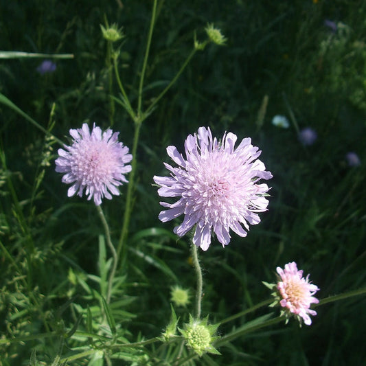 Pin Cushion Flower (Scabiosa)