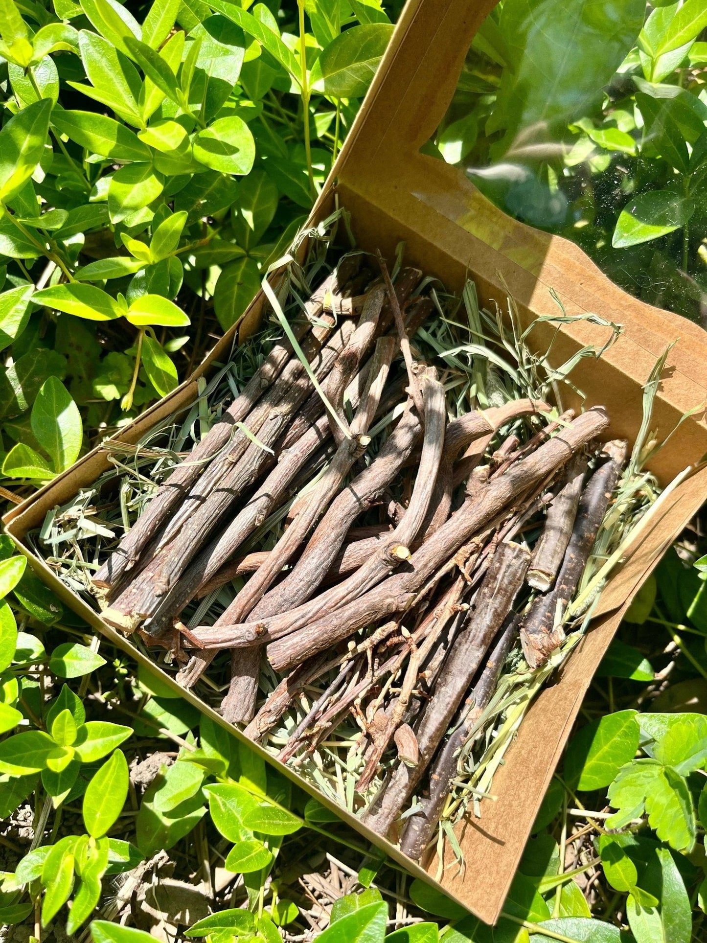 Bunny Chew Box: Apple, Kiwi, Currant & Gooseberry