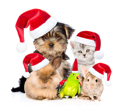 Pet Christmas Crackers