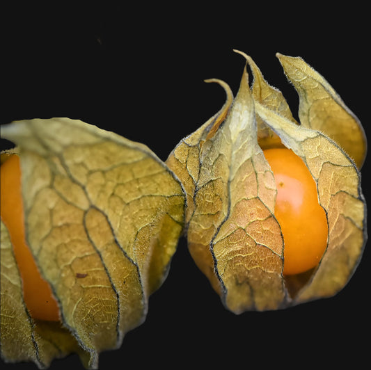 Cape Gooseberry