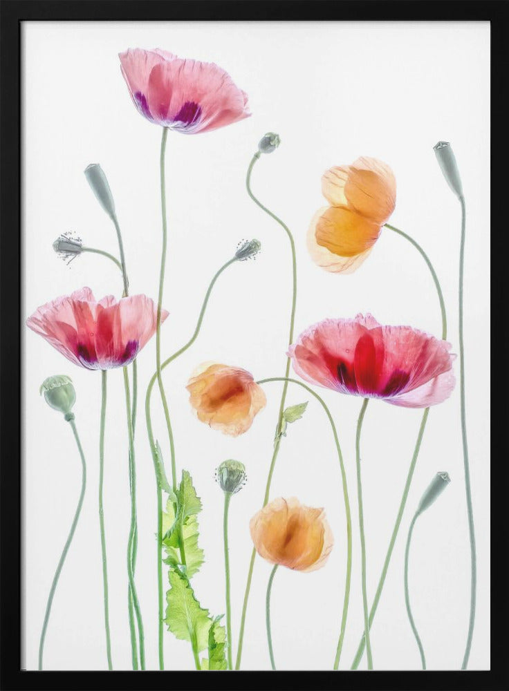 Wall art Poppies1