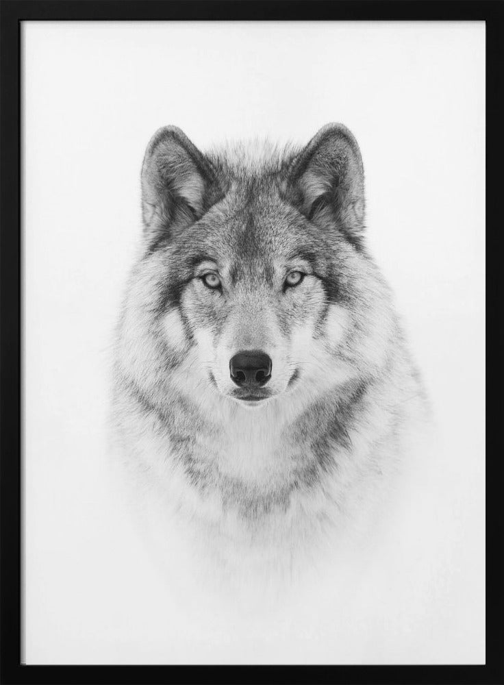 Portrait of a Timber Wolf