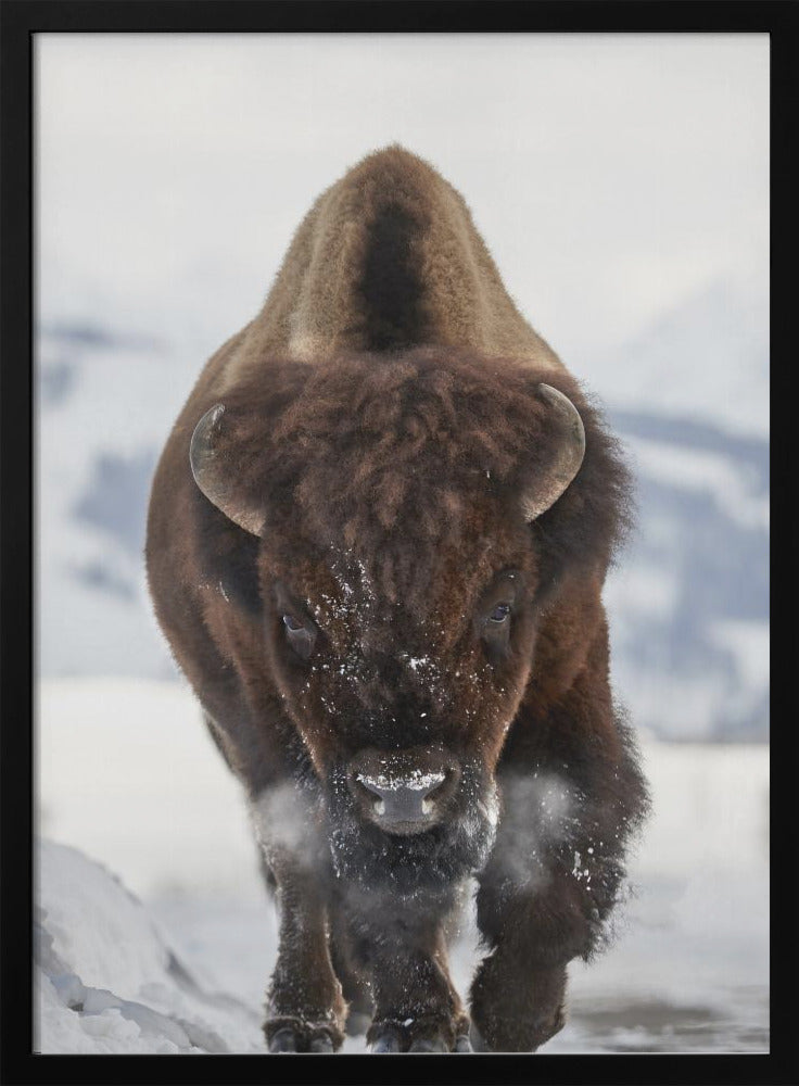Wall Art Bison Incoming