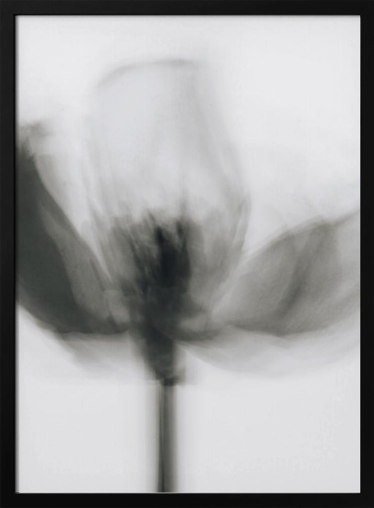 Wall art Mono Tulip