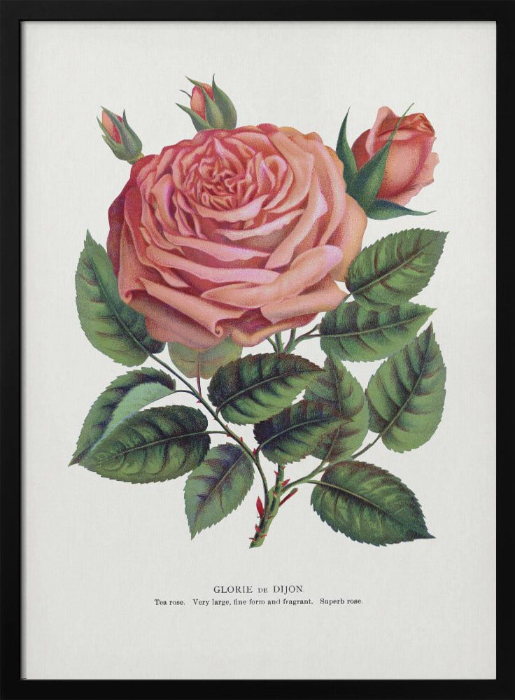 Pink Rose, Glorie De Dijon Lithograph