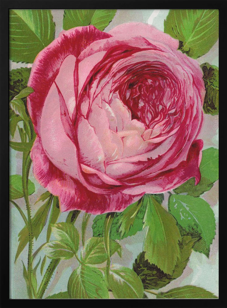 Wall Art Pink Rose, Mrs John Laing Lithograph