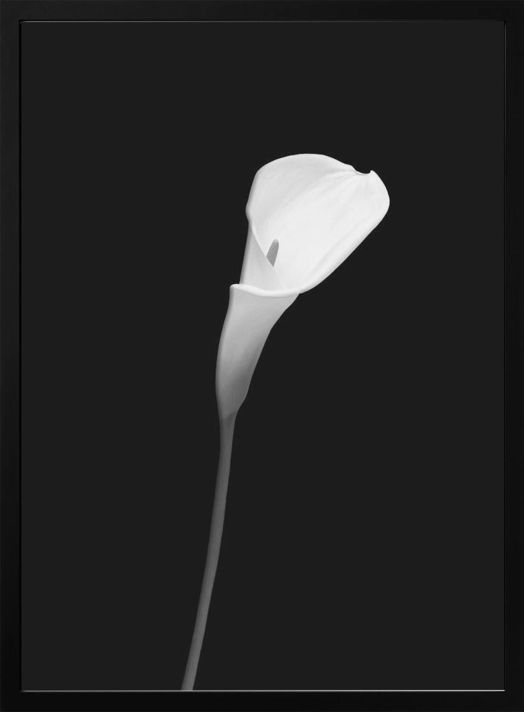 Wall art Calla | dark design
