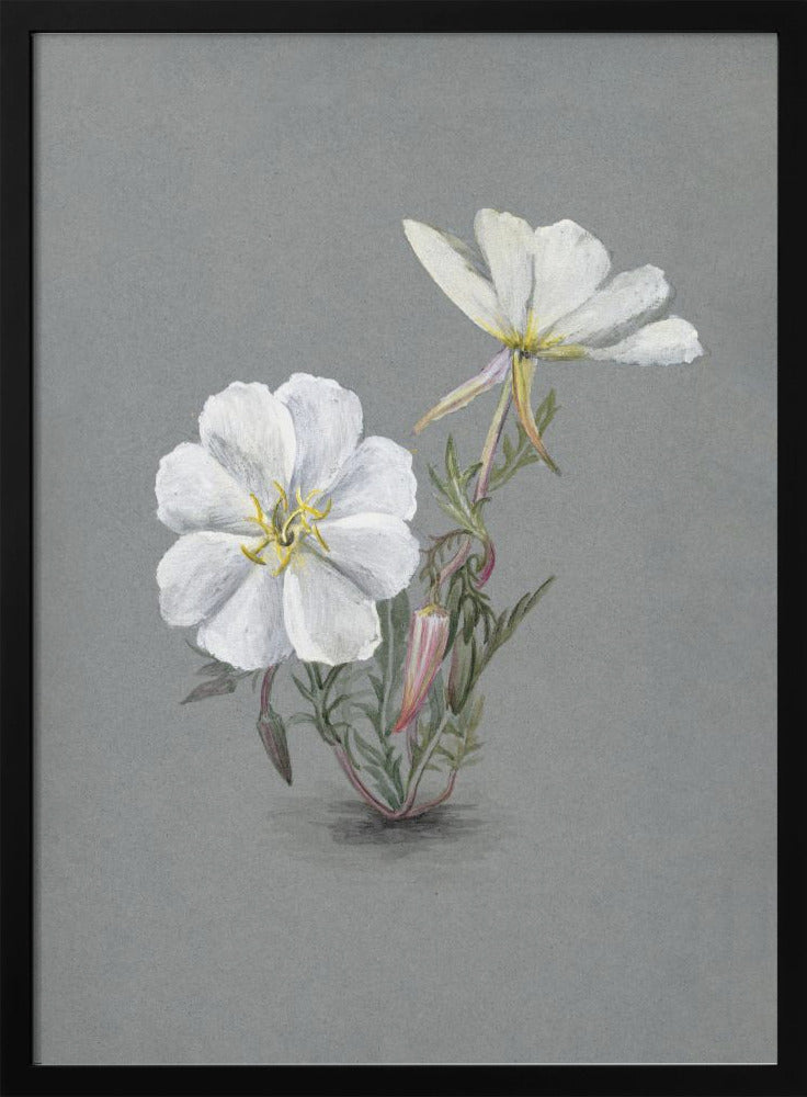 Wall Art Giant Helleborine (1880)