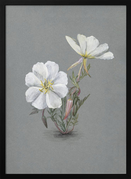 Wall Art Giant Helleborine (1880)