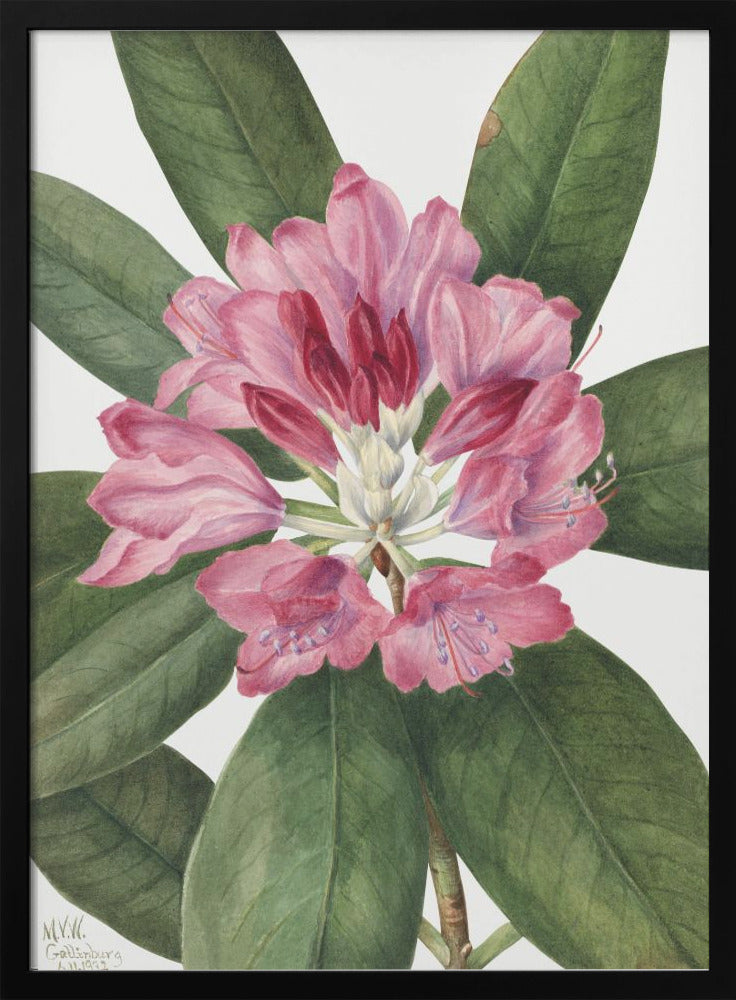 Wall Art Mountain Rose Bay (1932)