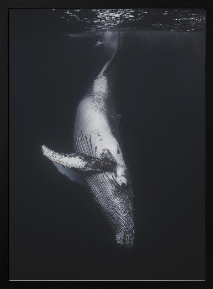 Wall Art-Black Whale