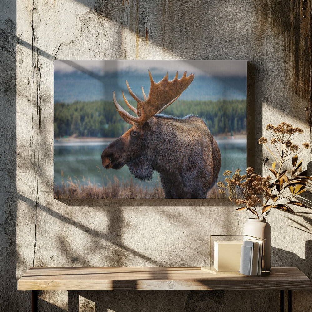 Wall art Moose