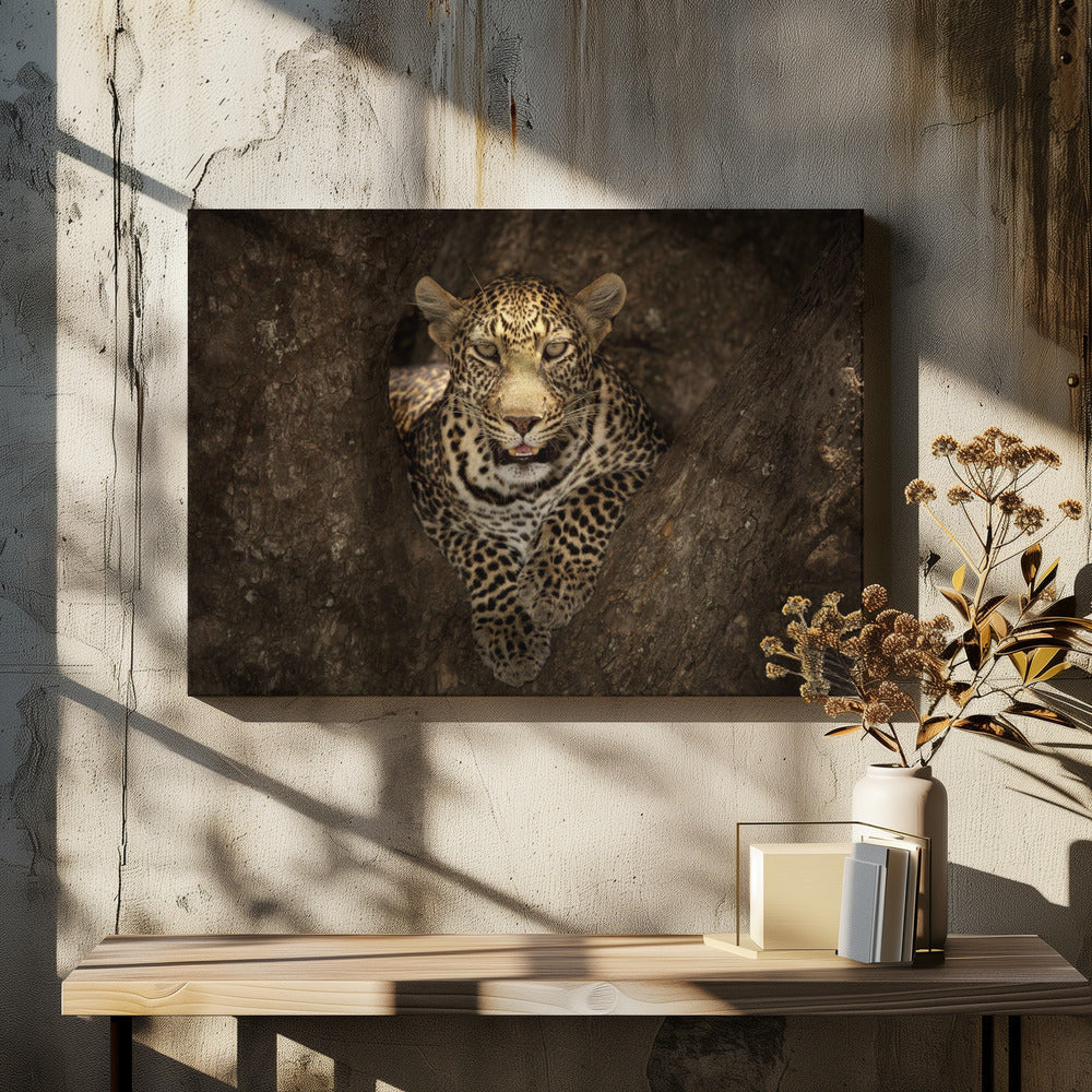Wall art Leopard Resting on a Tree at Masai Mara