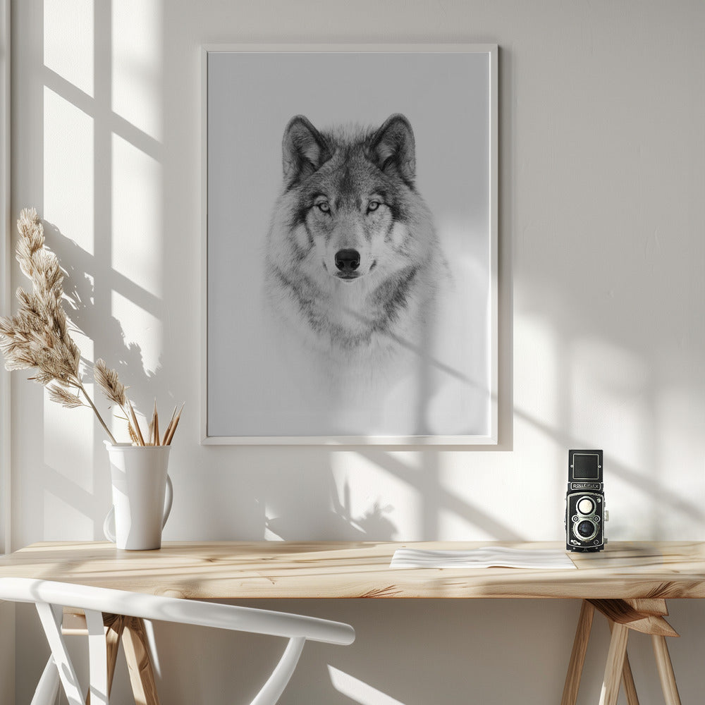 Portrait of a Timber Wolf