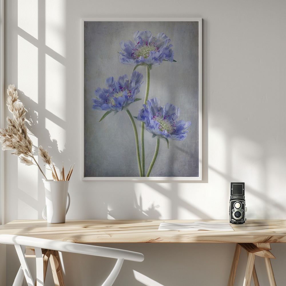 Wall Art Scabiosa