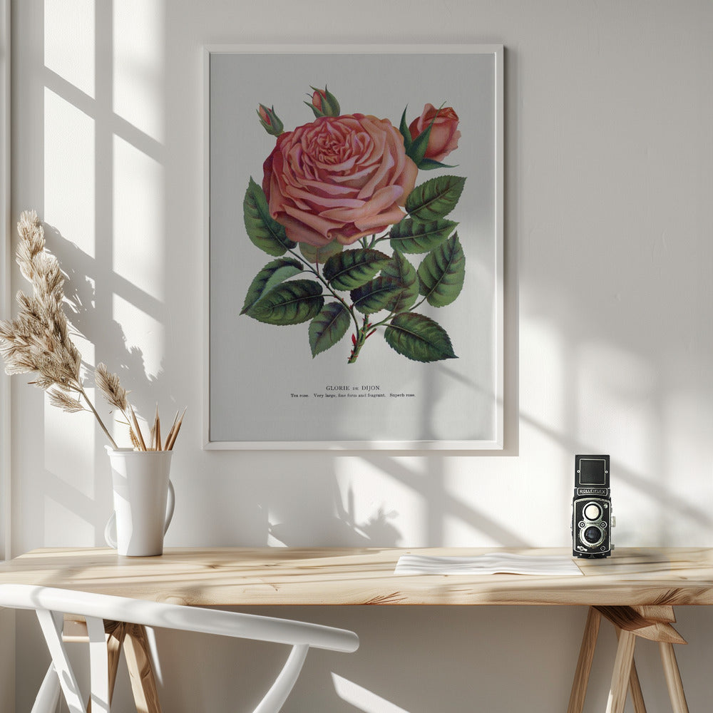 Pink Rose, Glorie De Dijon Lithograph