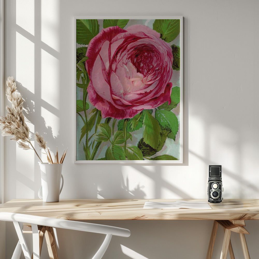 Wall Art Pink Rose, Mrs John Laing Lithograph
