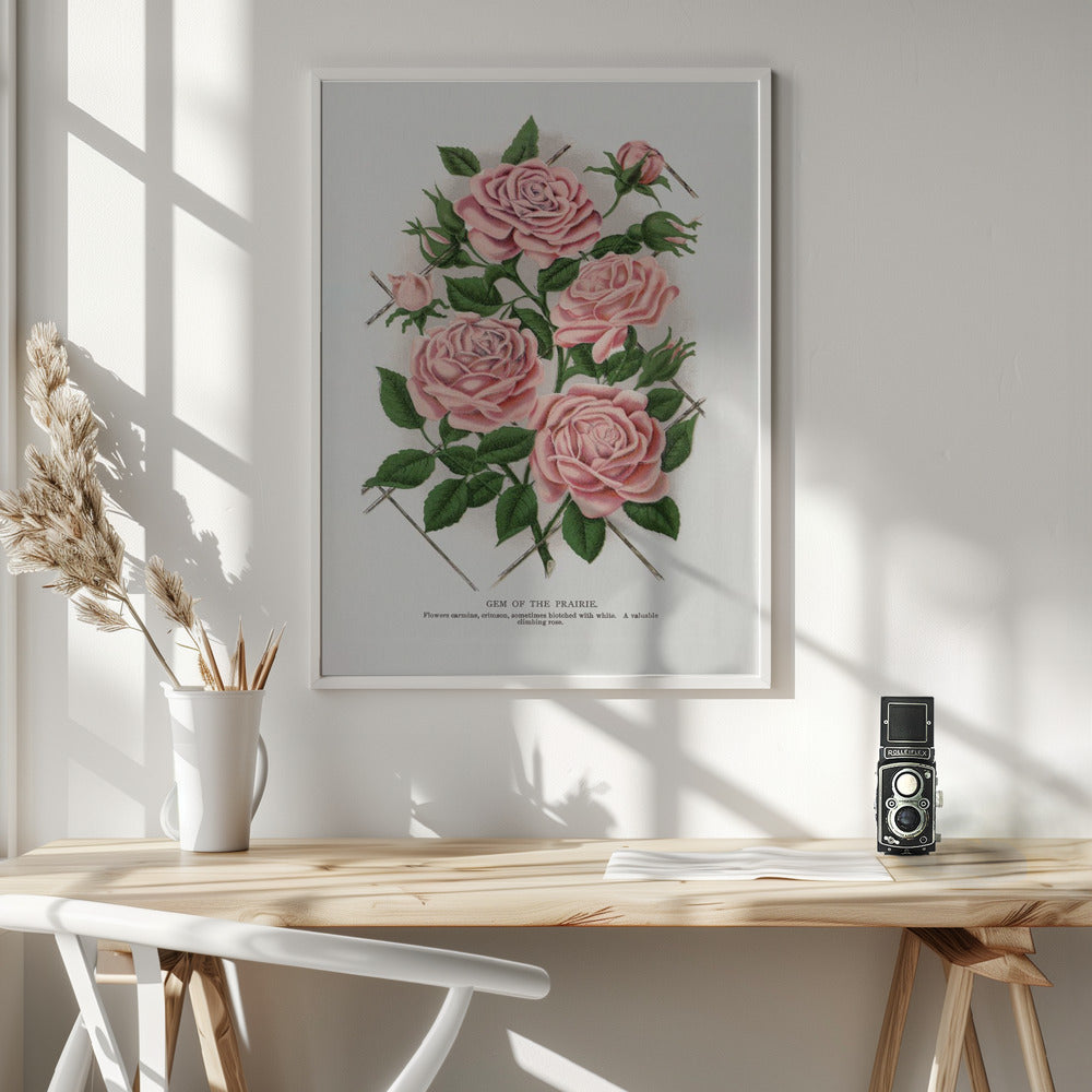 Wall Art Pink Rose, Gem of the Prairie Lithograph