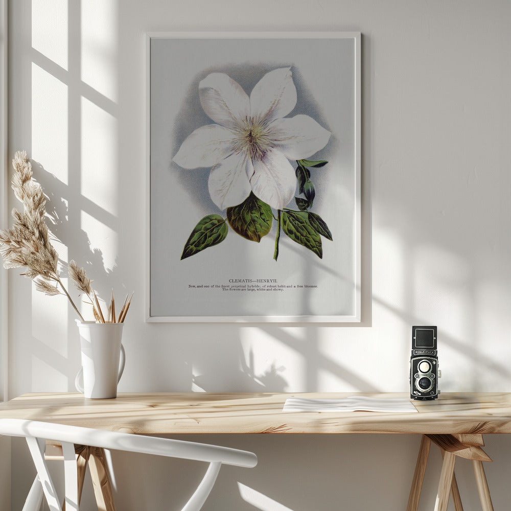 Wall Art Clematis Flower Lithograph