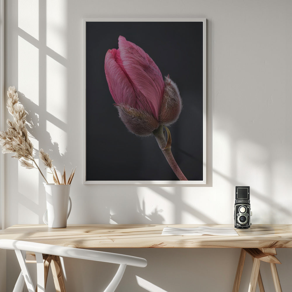 Wall art Pink Tulip 1