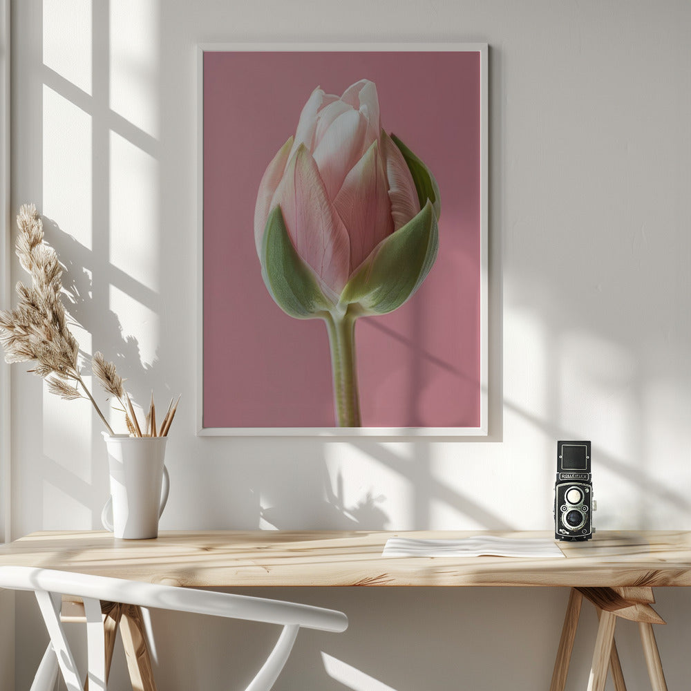 Wall art Pink Tulip