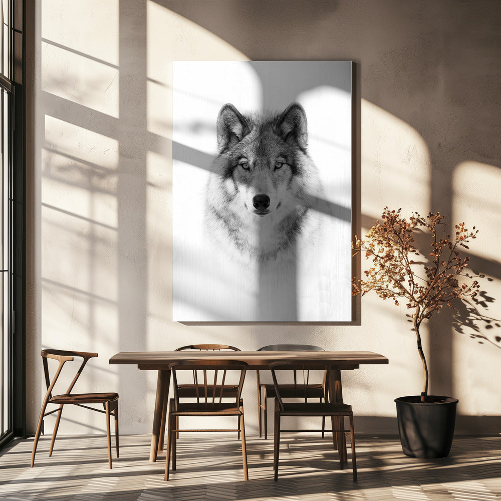 Portrait of a Timber Wolf