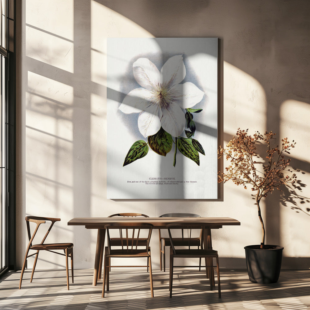 Wall Art Clematis Flower Lithograph