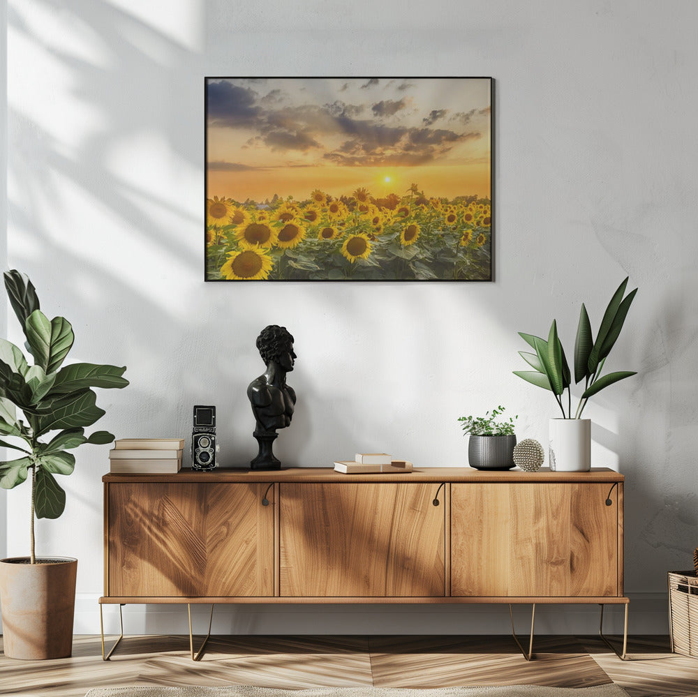 Wall art Sunflower field at sunset | Panoramic View