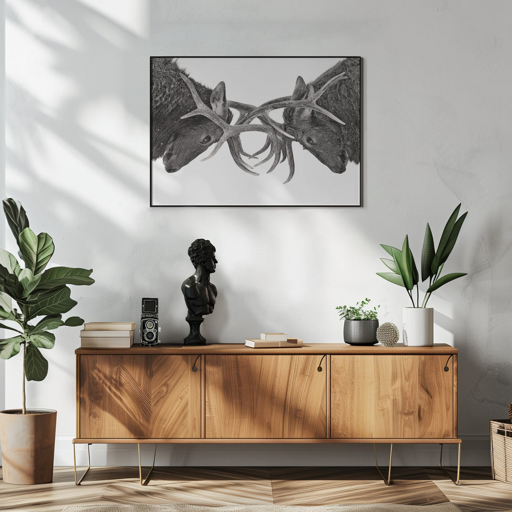 Wall art Eye to Eye - Elk fight