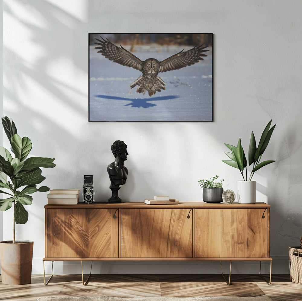 Wall art In your face - Great Grey Owl