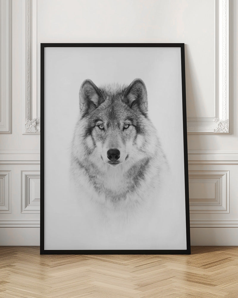 Portrait of a Timber Wolf