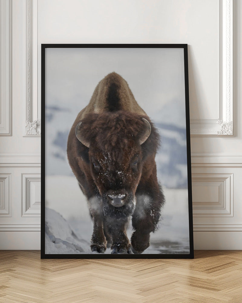 Wall Art Bison Incoming