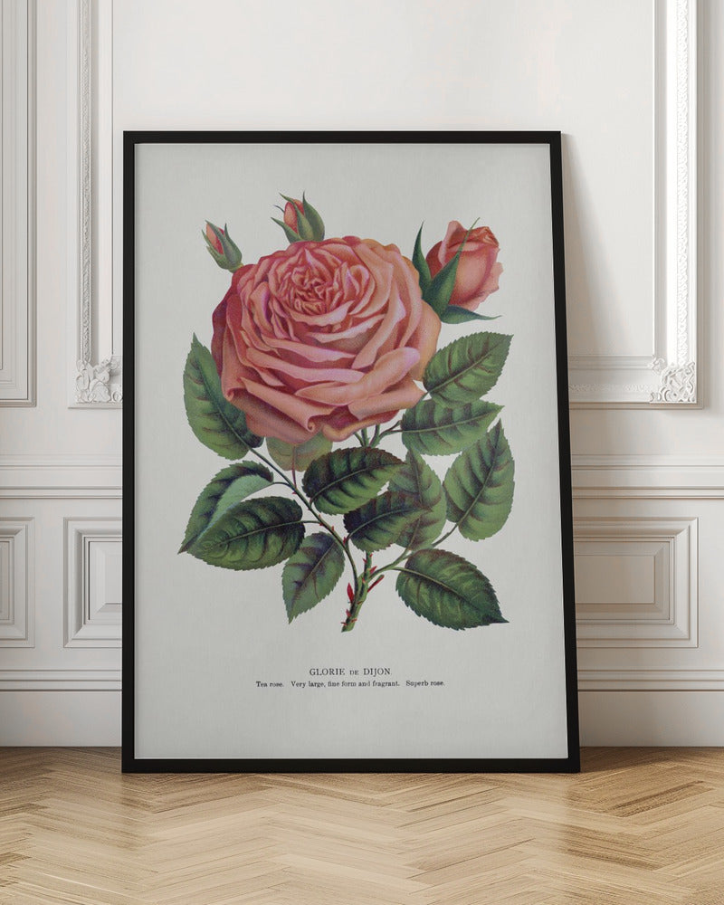Pink Rose, Glorie De Dijon Lithograph