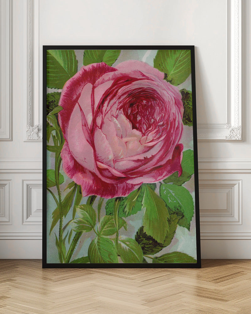 Wall Art Pink Rose, Mrs John Laing Lithograph
